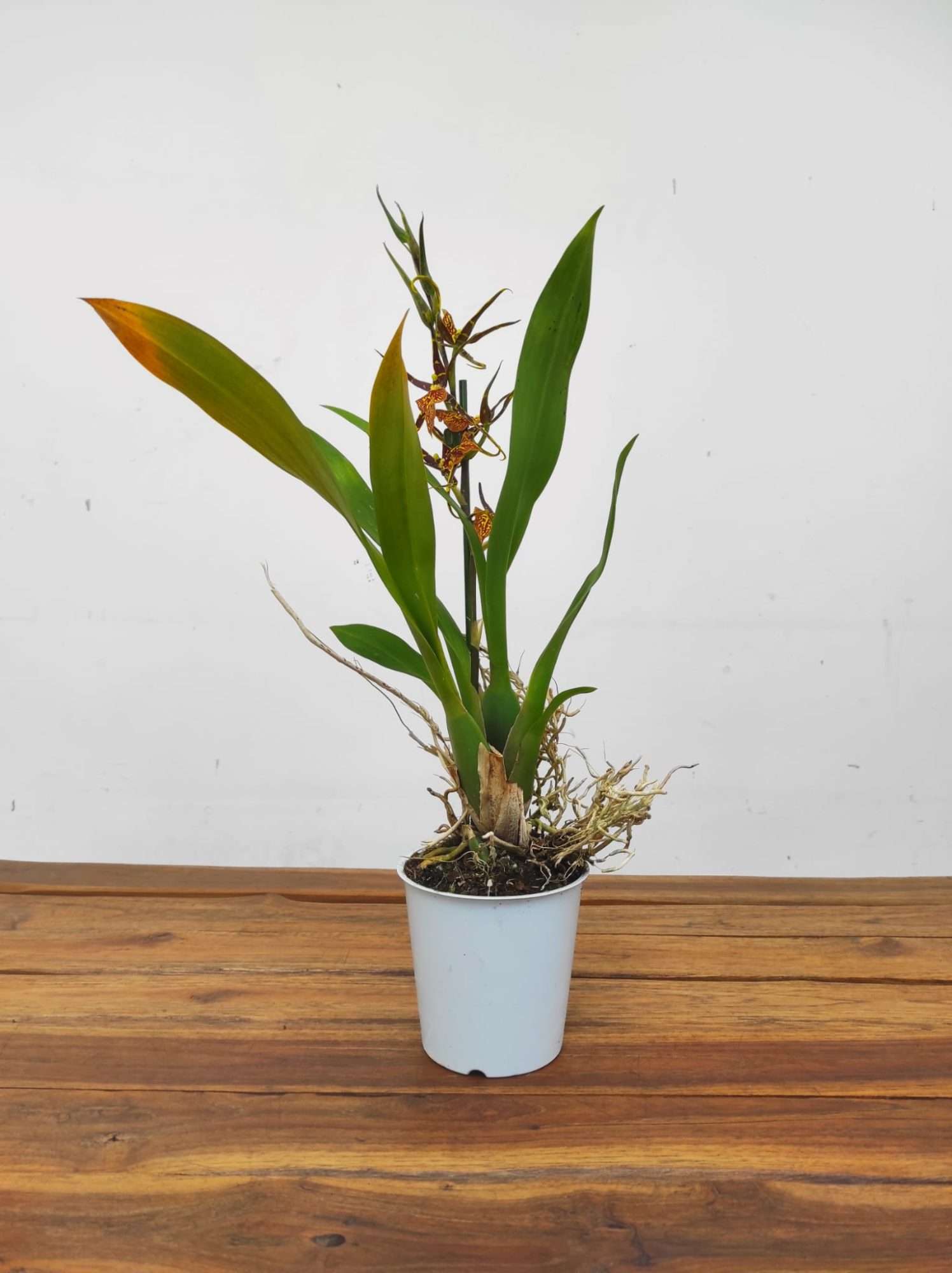 Brassia Summer Dream - Image 2