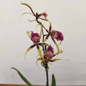 Brassia Summer Dream