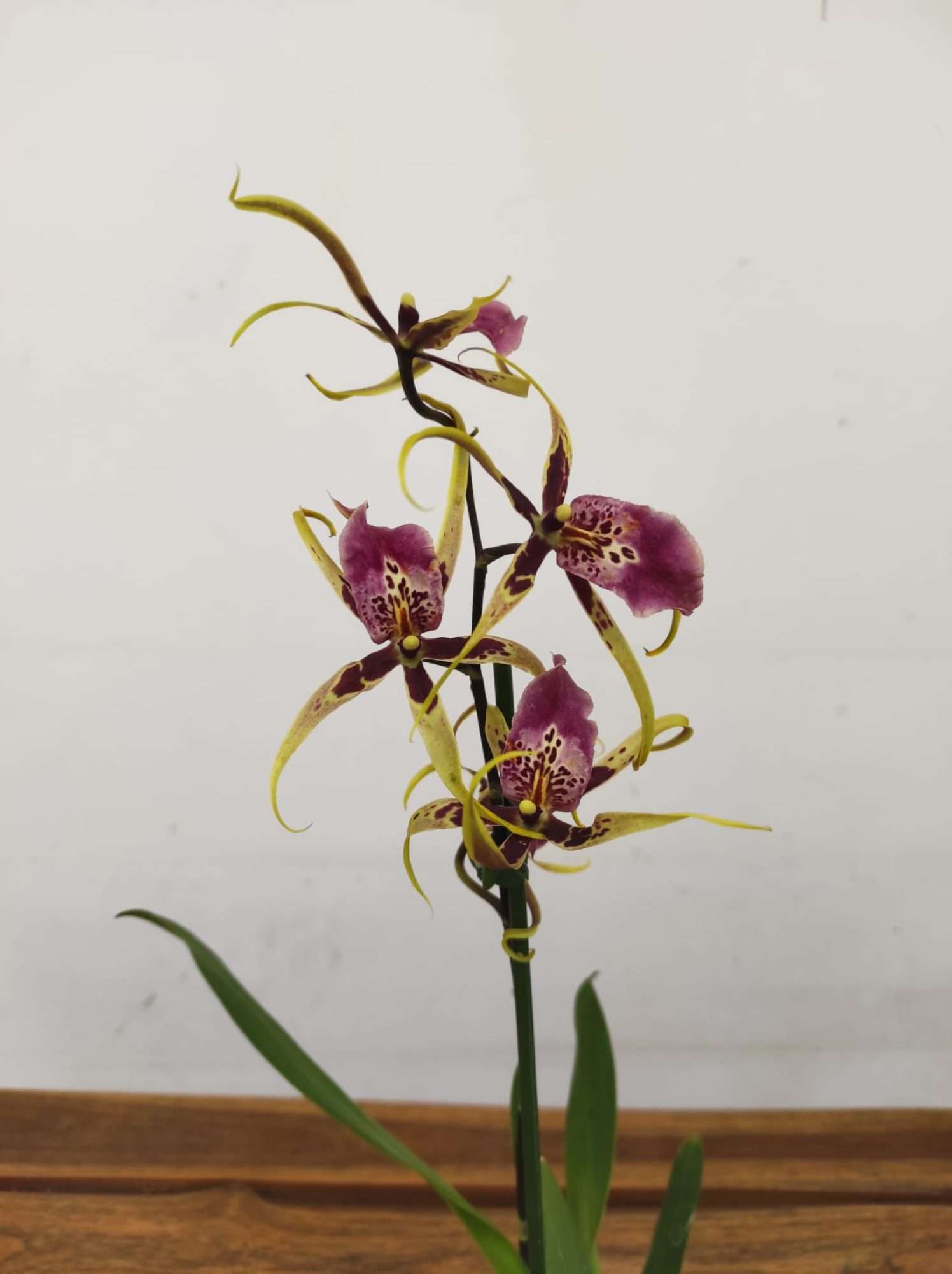 Brassia Summer Dream