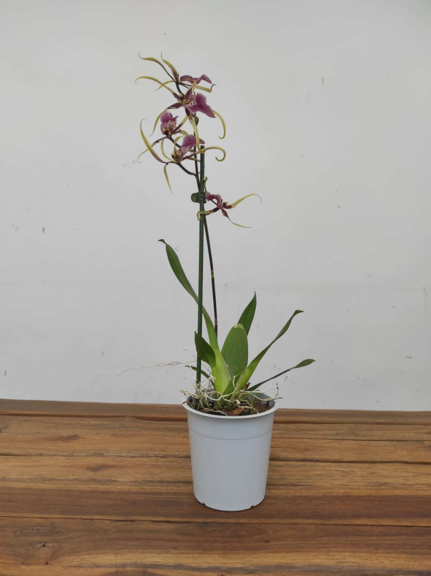 Brassia Summer Dream - Image 2