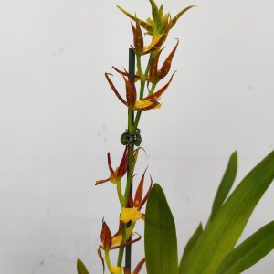 Brassia Summer Dream