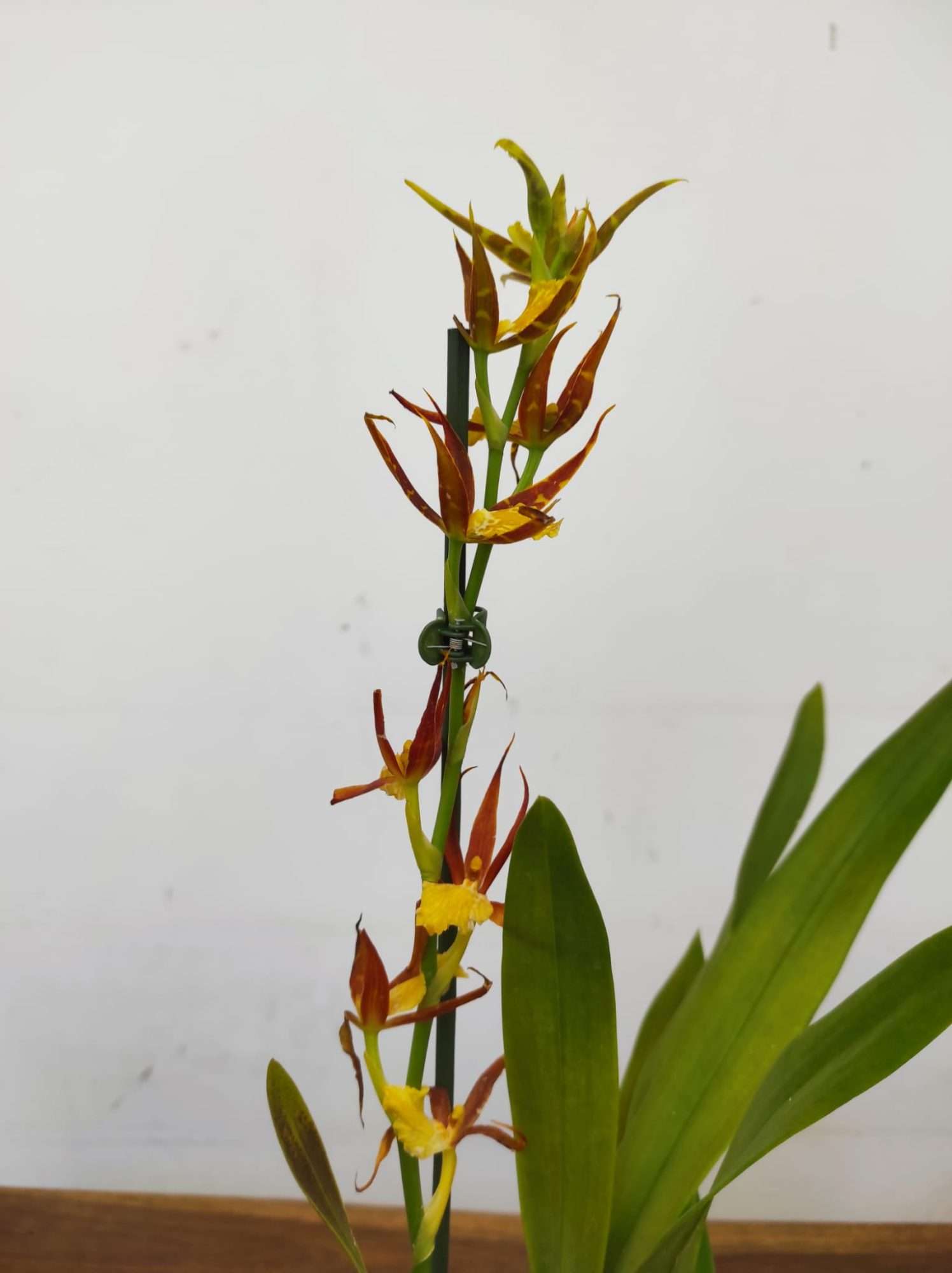 Brassia Summer Dream