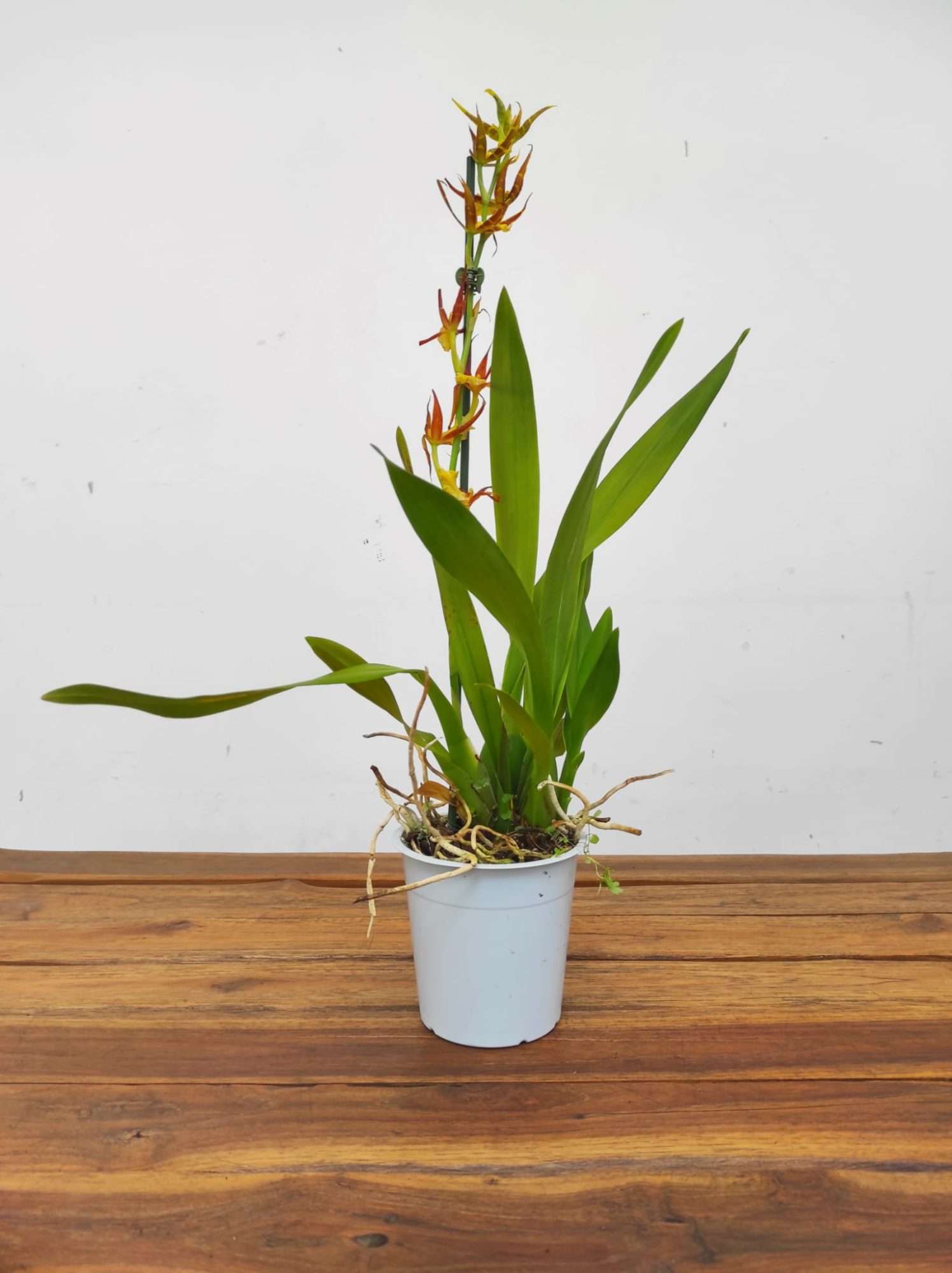 Brassia Summer Dream - Image 2