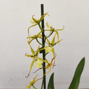 Brassia Summer Dream