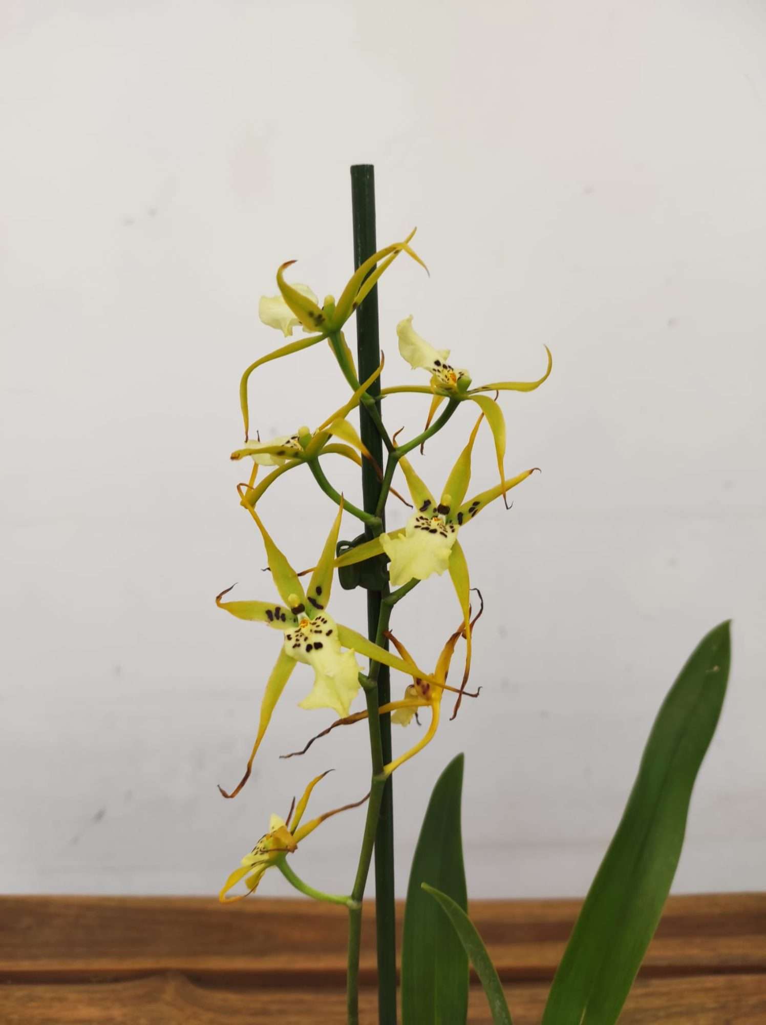 Brassia Summer Dream