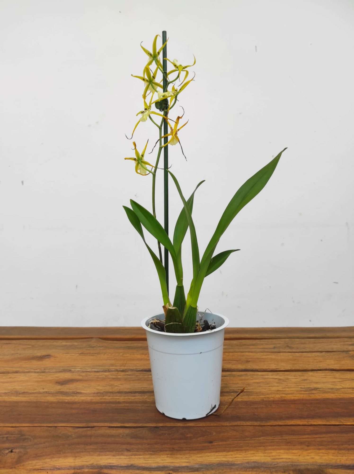 Brassia Summer Dream - Image 2