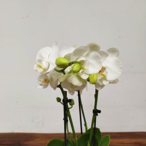 Phalaenopsis V.9