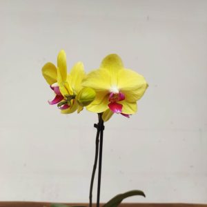 Phalaenopsis V.9