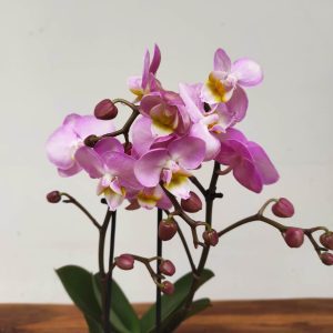 Phalaenopsis V.9