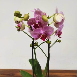 Phalaenopsis V.9