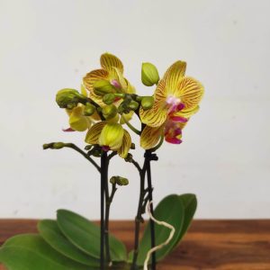Phalaenopsis V.9