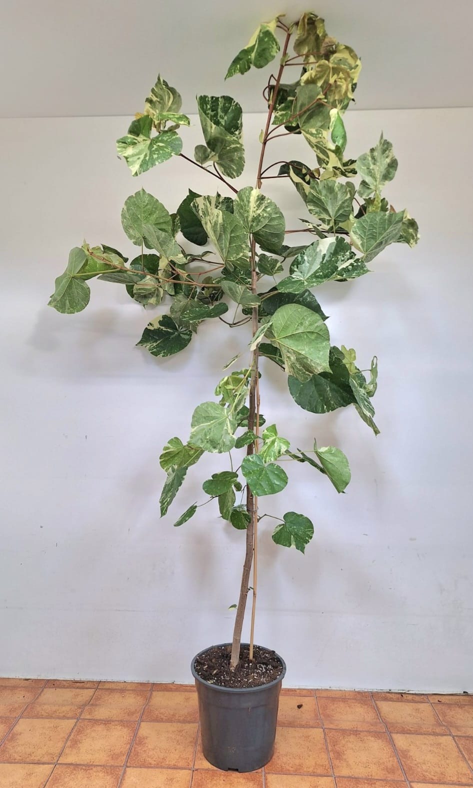 Hibiscus Tiliaceus Variegata - Image 2