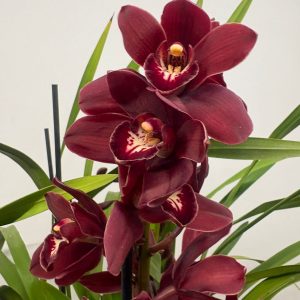Cymbidium V. 21