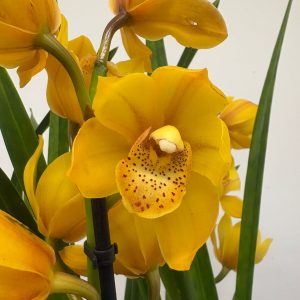 Cymbidium V.14