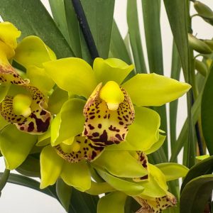 Cymbidium Semi-Pendula