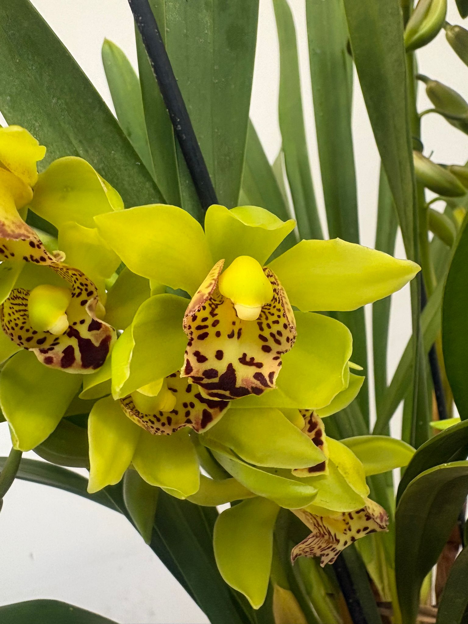 Cymbidium Semi-Pendula