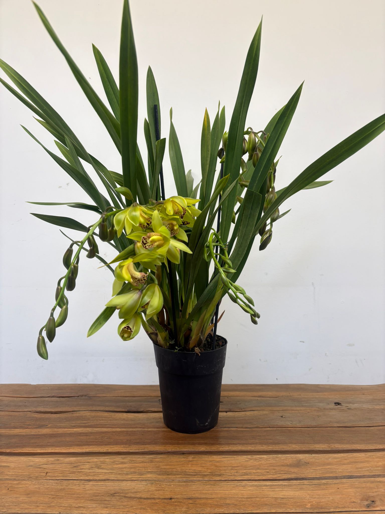 Cymbidium Semi-Pendula - Image 2