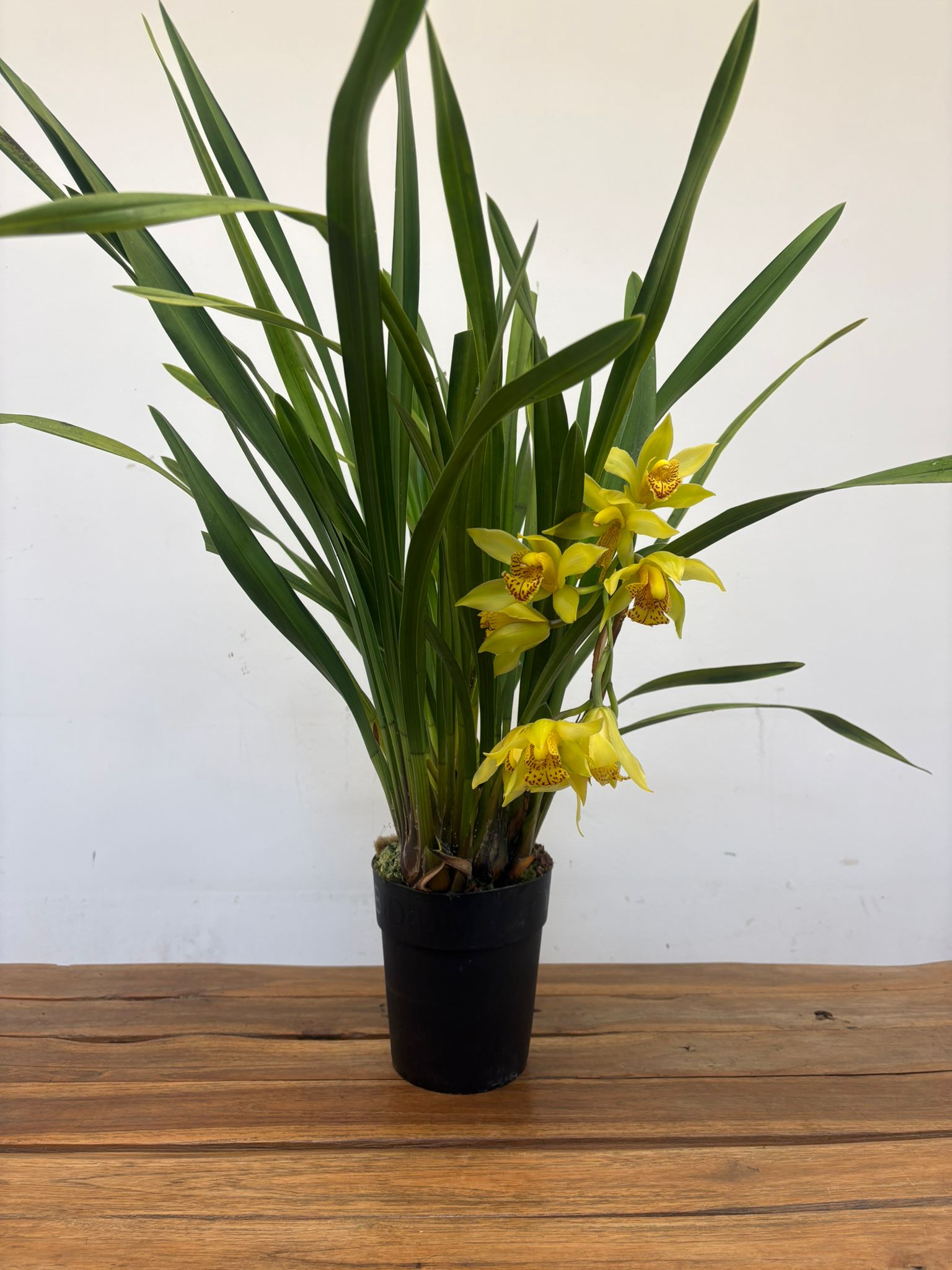 Cymbidium Semi-Pendula - Image 2
