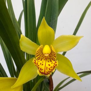 Cymbidium Semi-Pendula