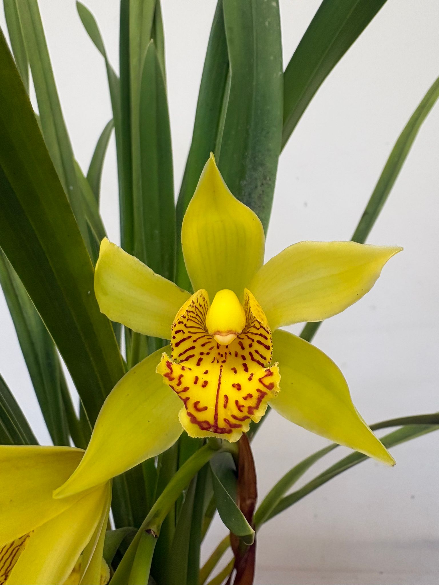 Cymbidium Semi-Pendula