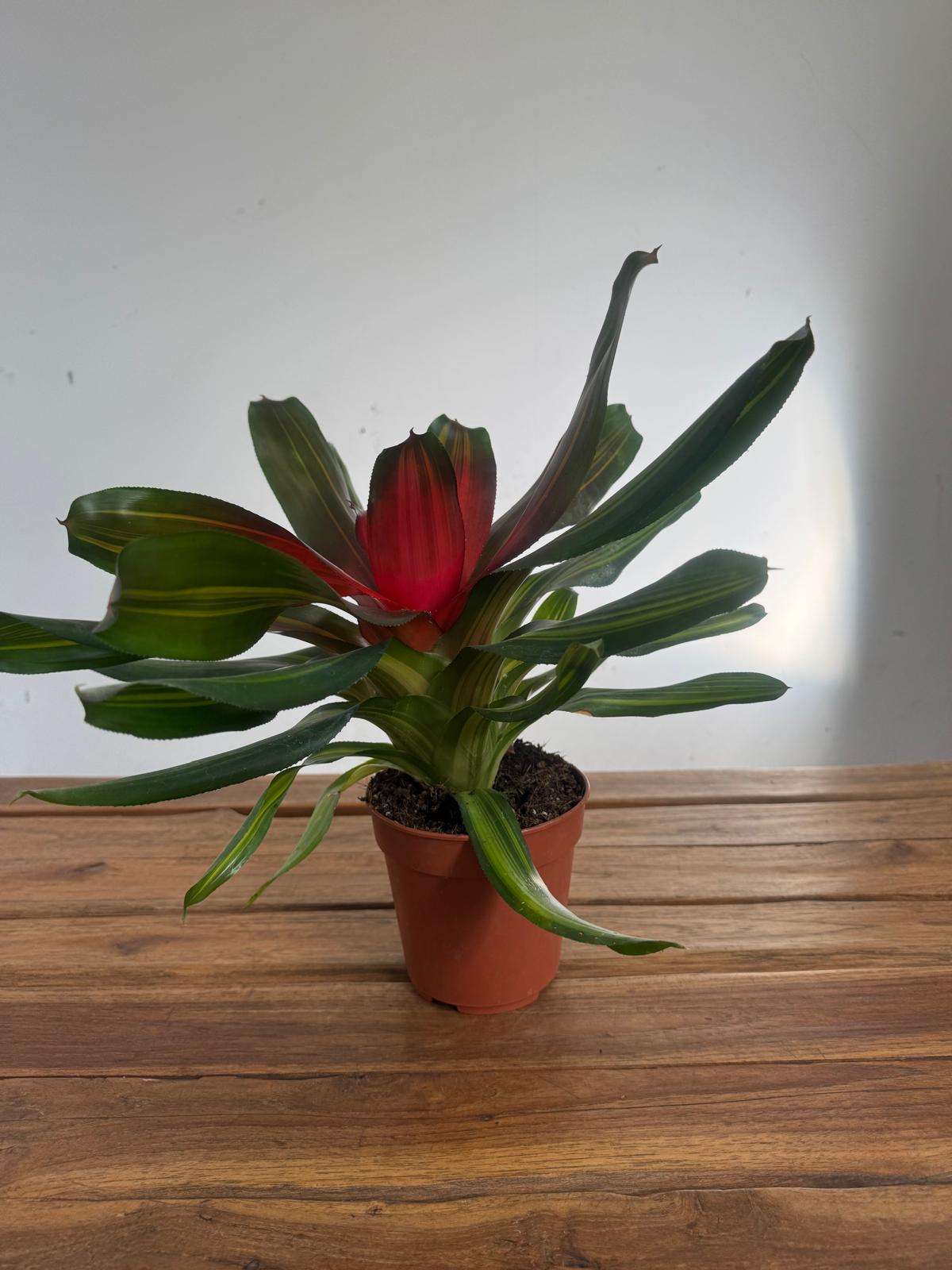 Neoregelia 'Freddie' -V.12 - Image 2