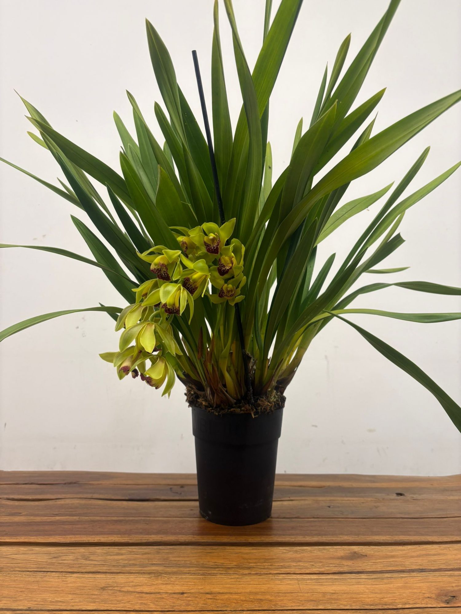 Cymbidium Semi-Pendula - Image 2