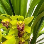 Cymbidium Semi-Pendula