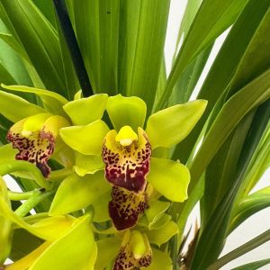 Cymbidium Semi-Pendula