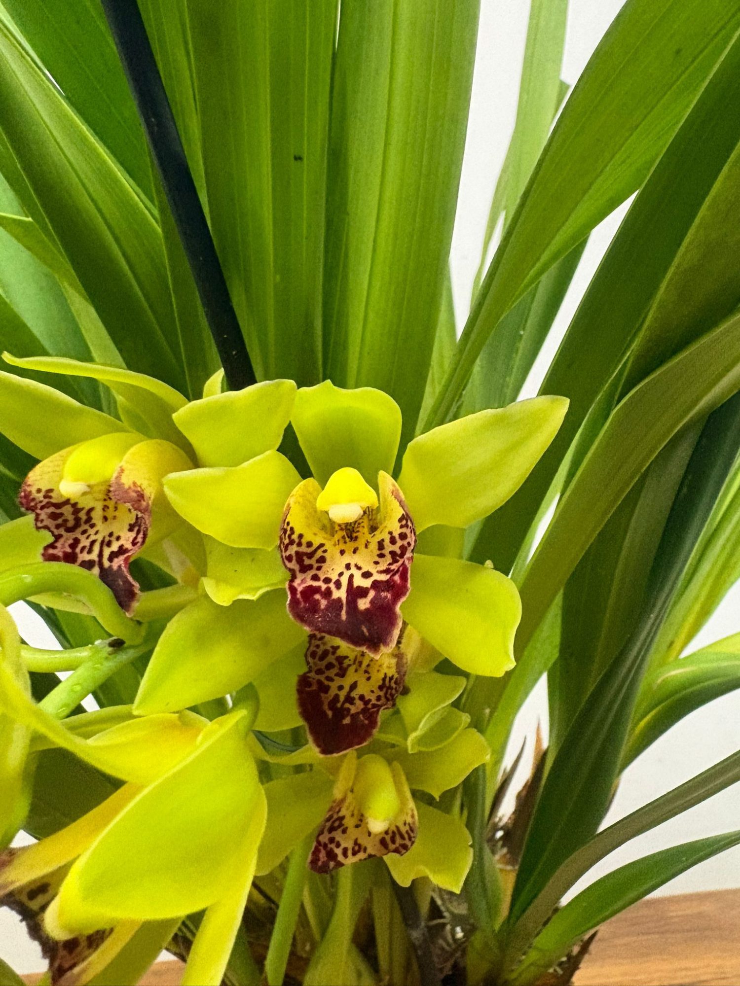 Cymbidium Semi-Pendula
