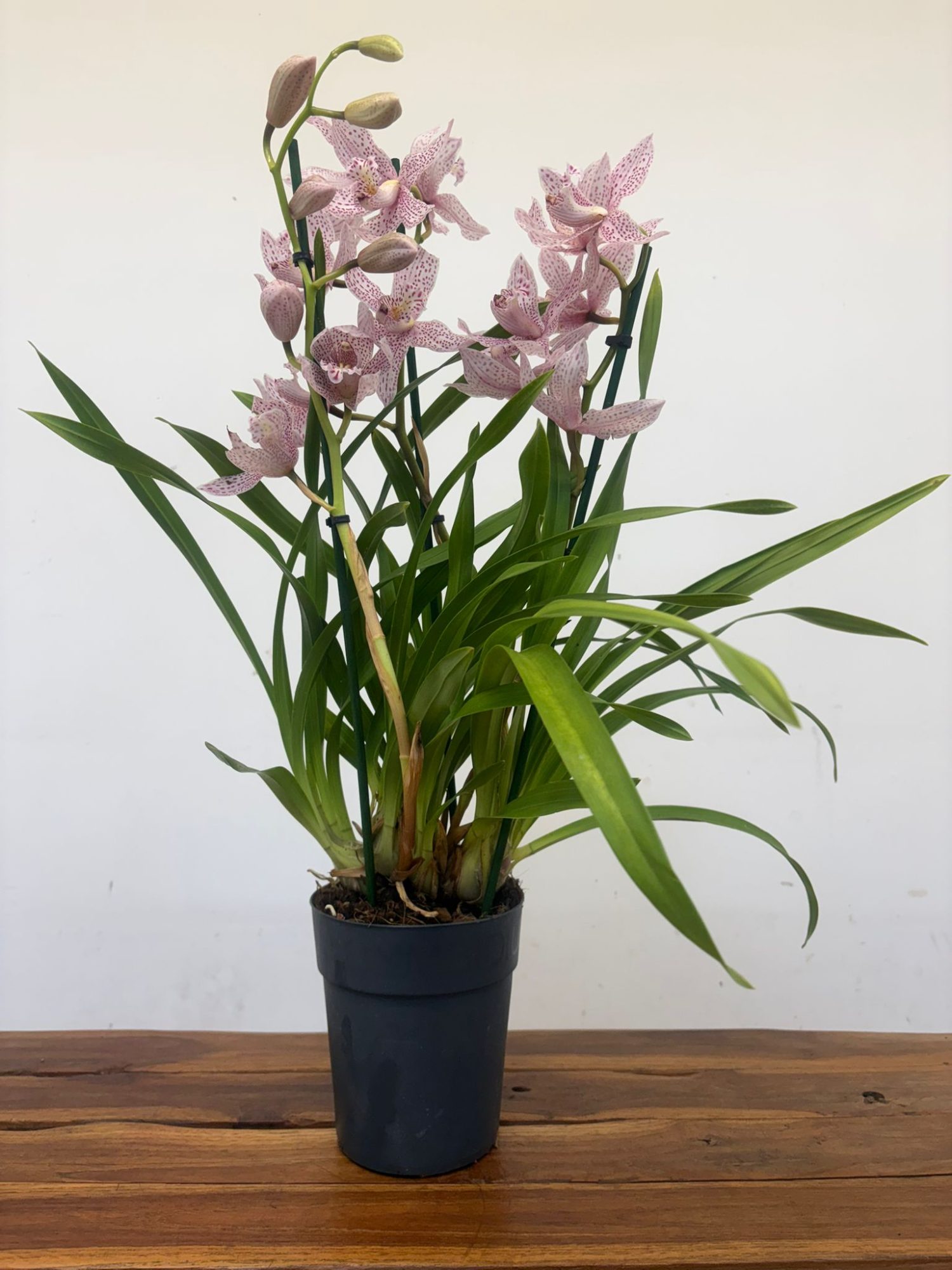 Cymbidium Paulista Rosa 2 Hastes - Image 2