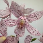 Cymbidium Paulista Rosa 2-3 Hastes