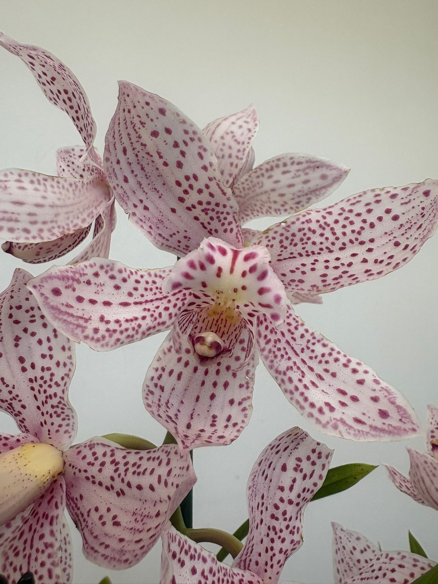 Cymbidium Paulista Rosa 2 Hastes