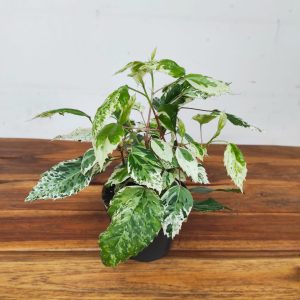 Hibiscus Rosa Variegata