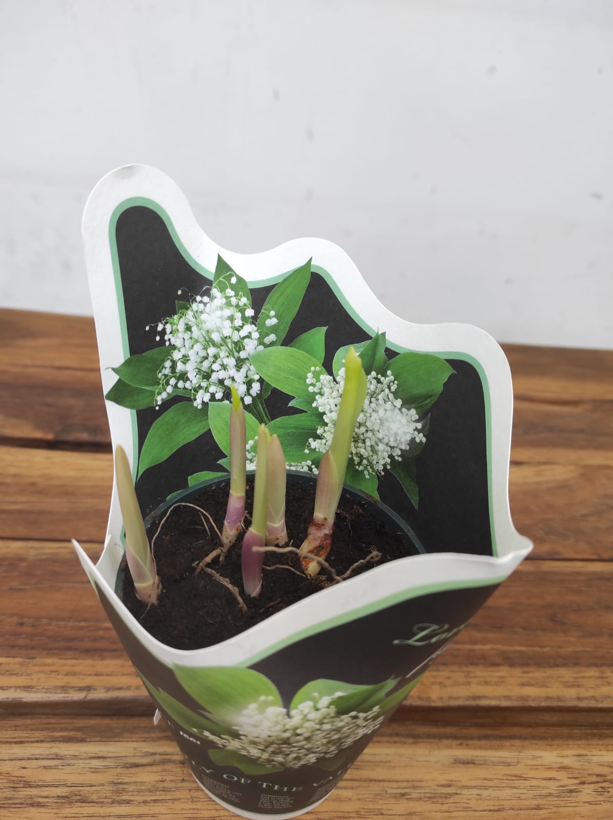 Convallaria Majalis - Image 3