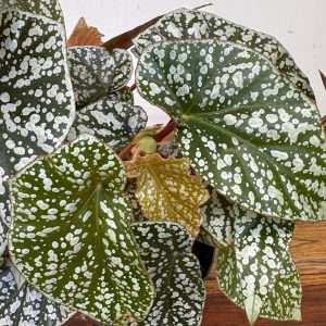 Begonia Snowcap
