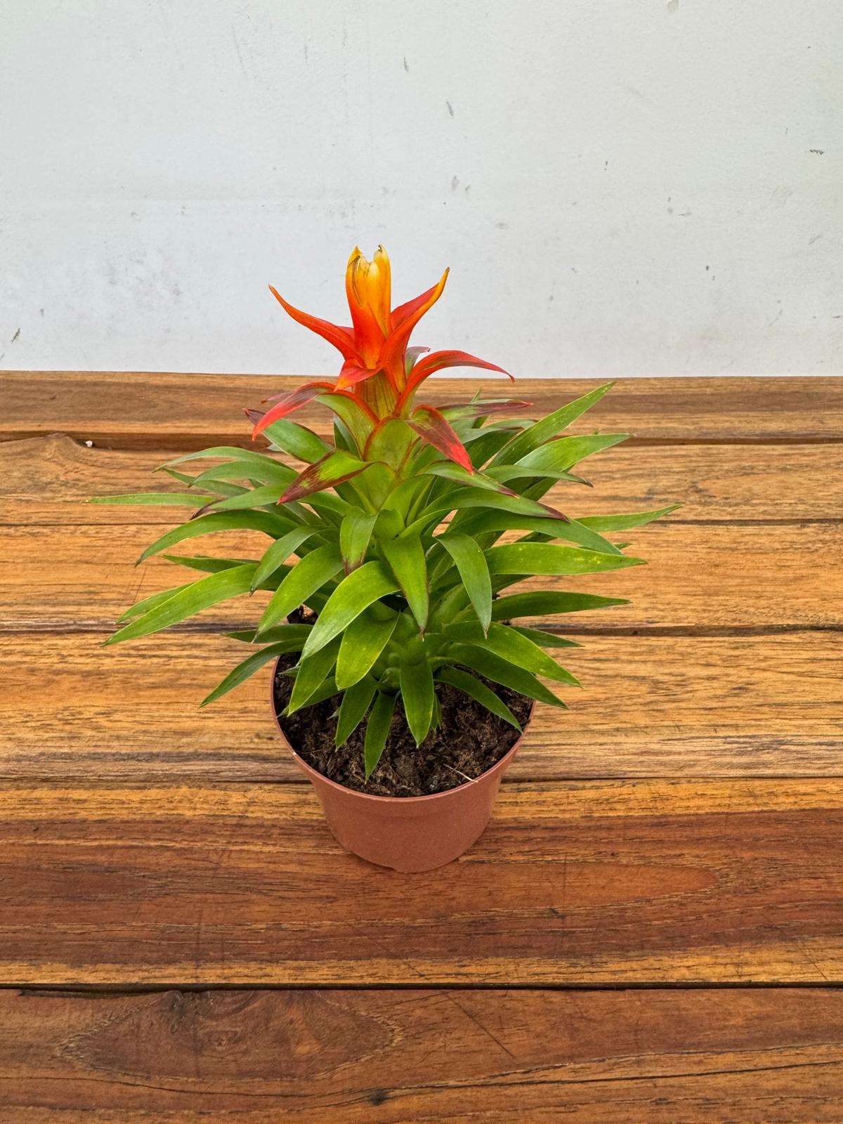 Guzmania 'Theresa' - Image 3