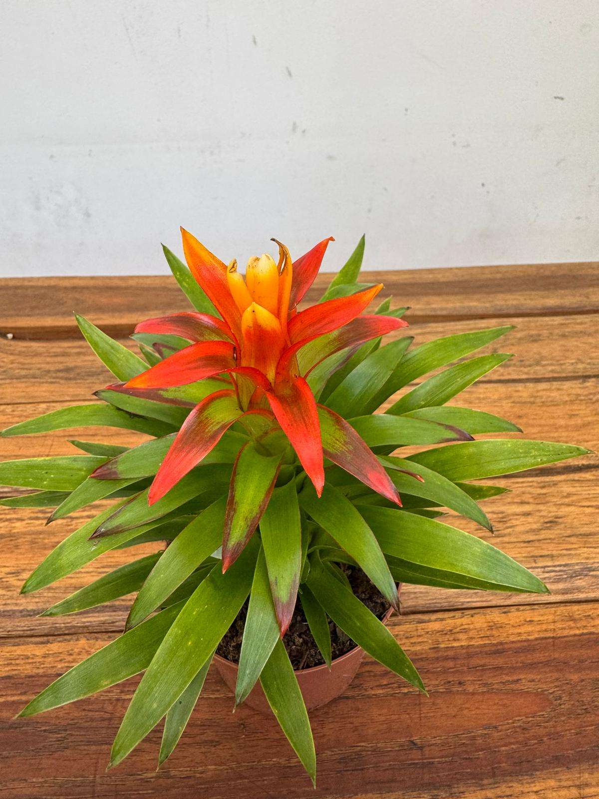 Guzmania 'Theresa'