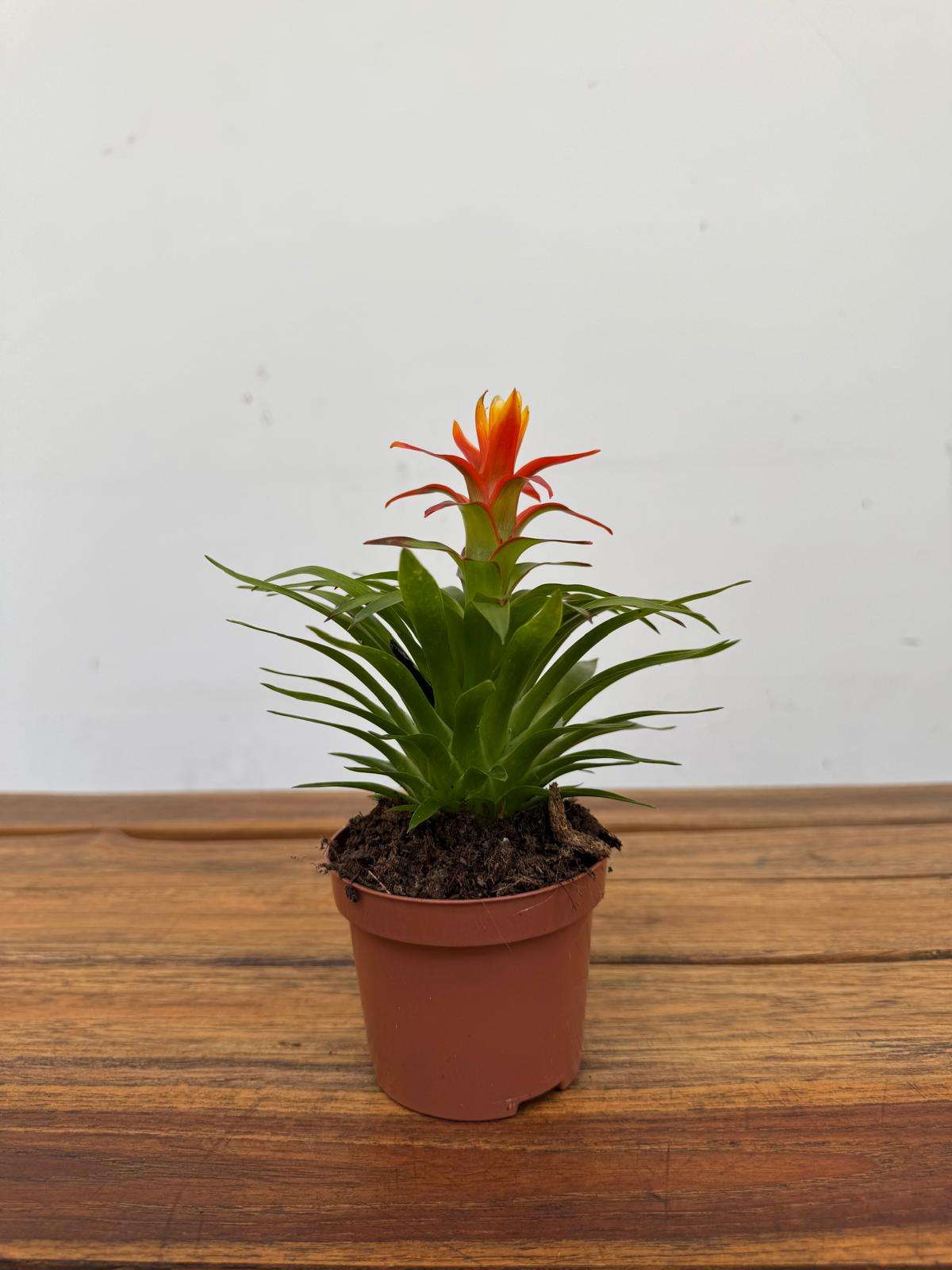 Guzmania 'Theresa' - Image 2