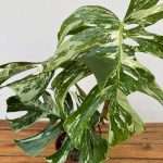 Monstera Deliciosa Variegata