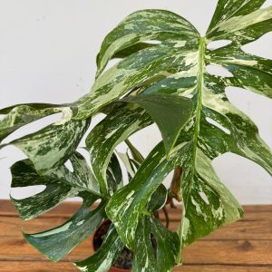 Monstera Deliciosa Variegata
