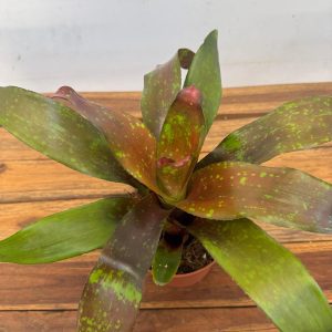Neoregelia Freddie