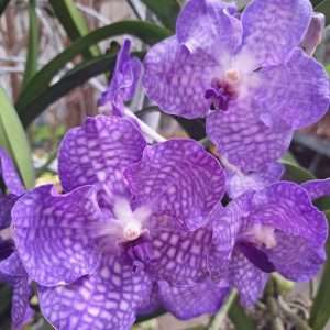 Vanda