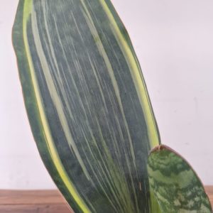 Sansevieria Masoniana Variegata