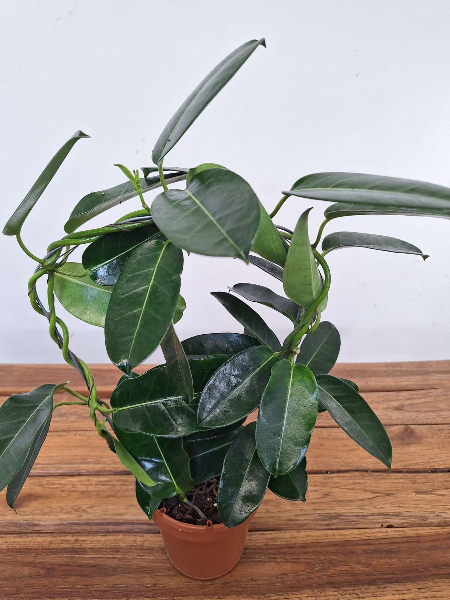Stephanotis Floribunda - Image 2