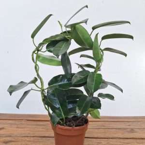 Stephanotis Floribunda