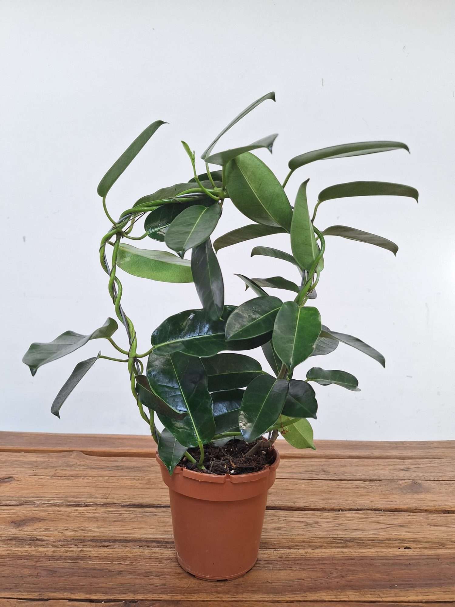 Stephanotis Floribunda