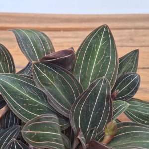 Ludisia Discolor