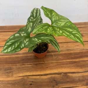 Cercestis Mirabilis - V.10