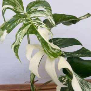 Monstera Deliciosa Variegata - V.15