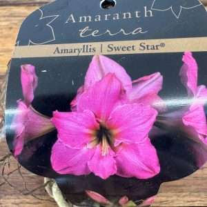 Bolbo Amaryllis 'Sweet Star'